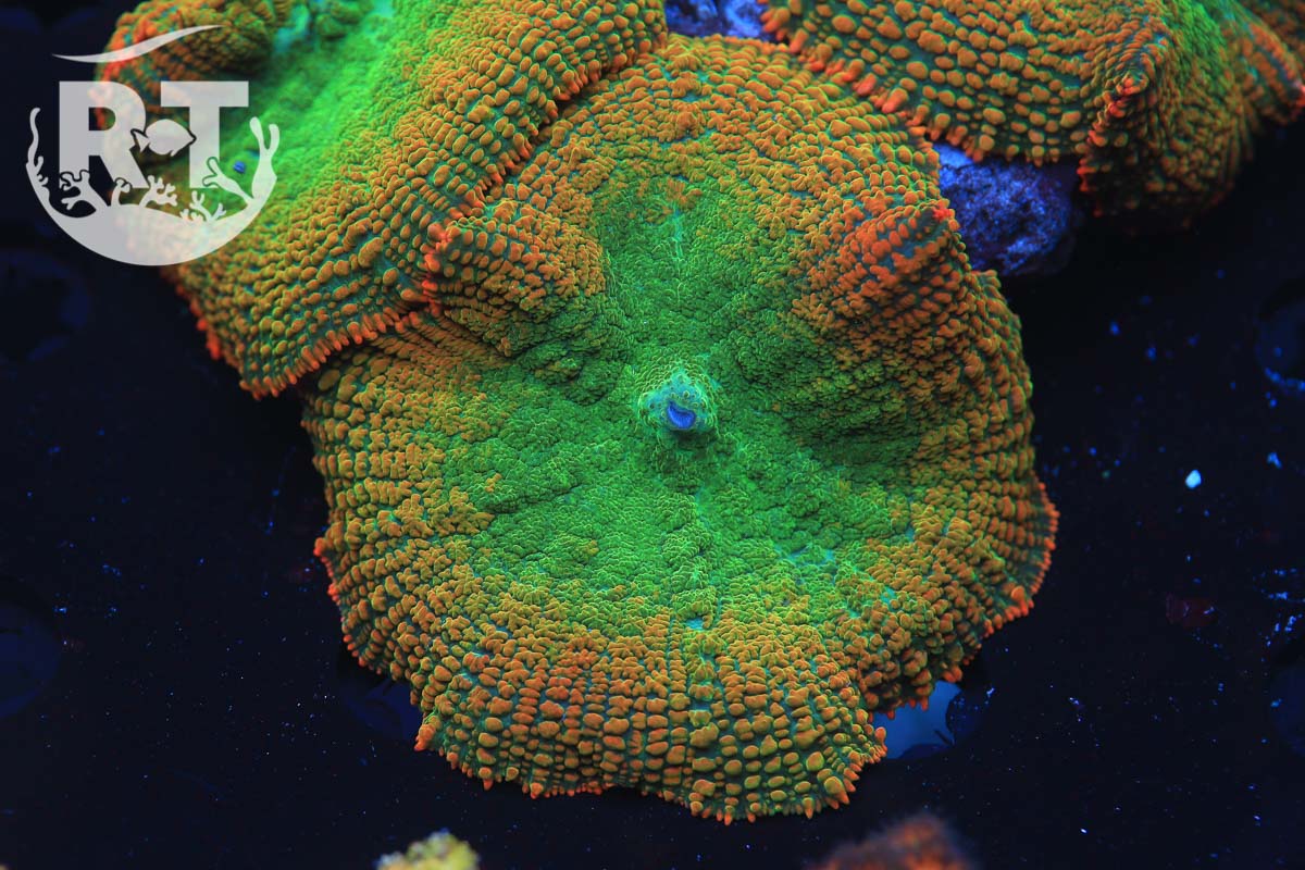 mushroom coral, rhodactis, frag
