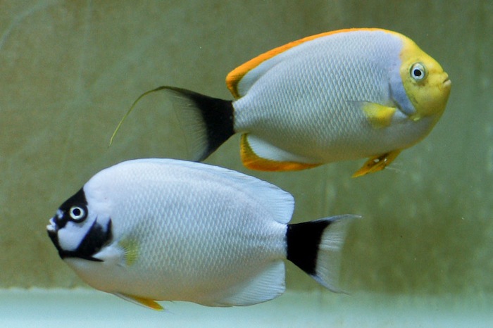 3-1-Chung Wing Hung-reefs com-Genicanthus personatus pair.jpg