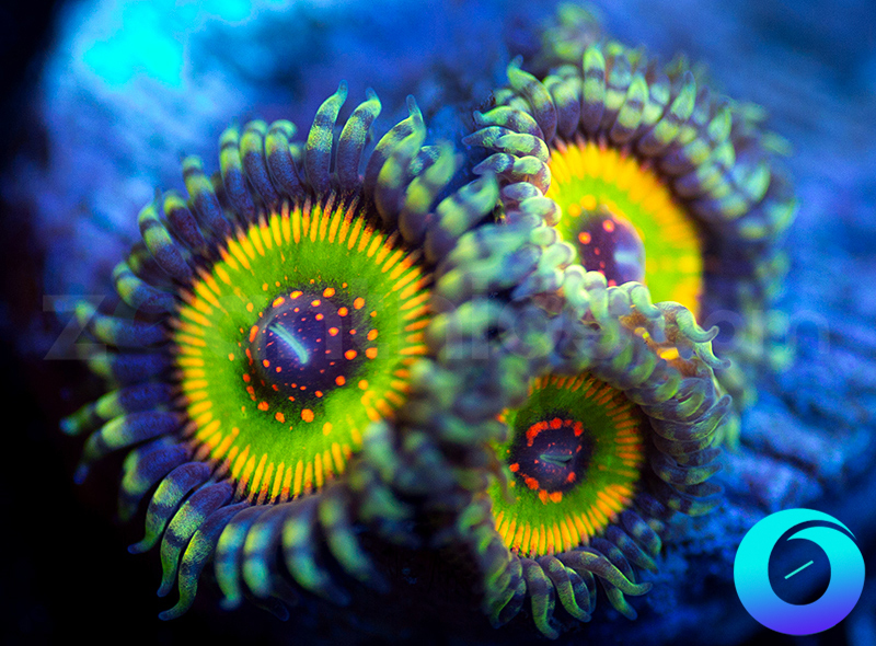 300-zoa-unsure-C3.jpg