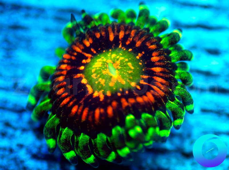 320-Rainbow-Incinerator-zoa-C78.jpg