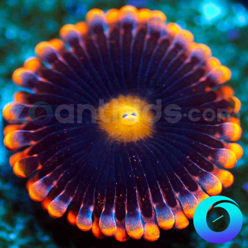 35-Venom-X-zoa-B35.jpg