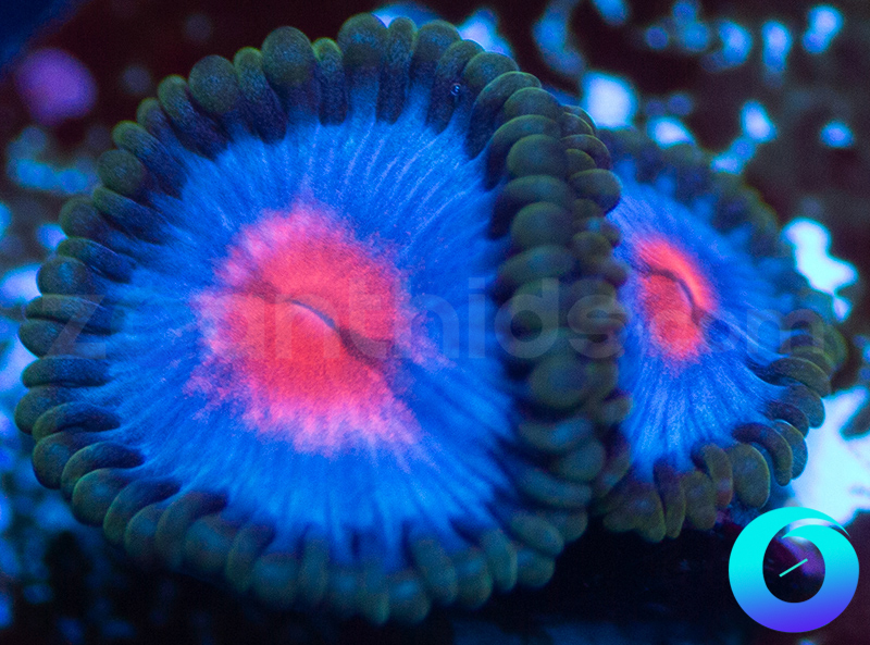 36-JF-Frostbites-zoa-A38.jpg