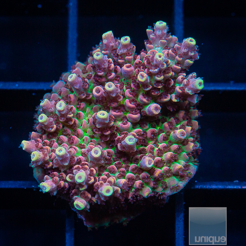 3q UC Rainbow Hyacinthus 149.JPG