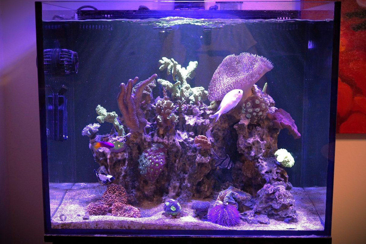 40 gal 66.JPG