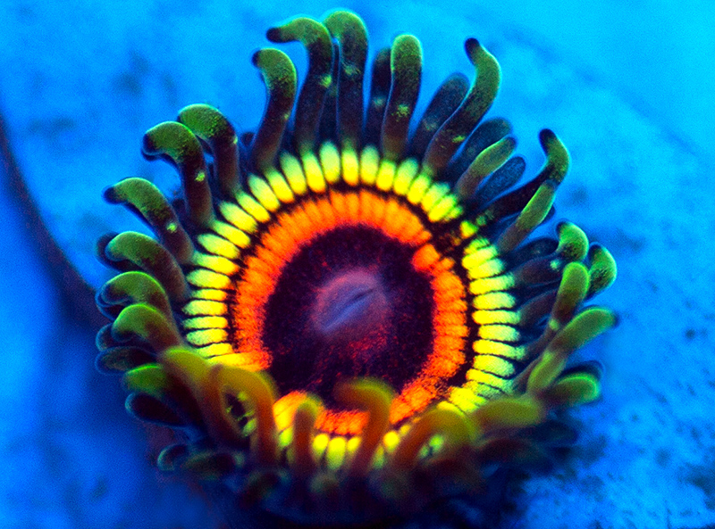 407-Rainbow-Eclipse-zoa-G1L9.jpg