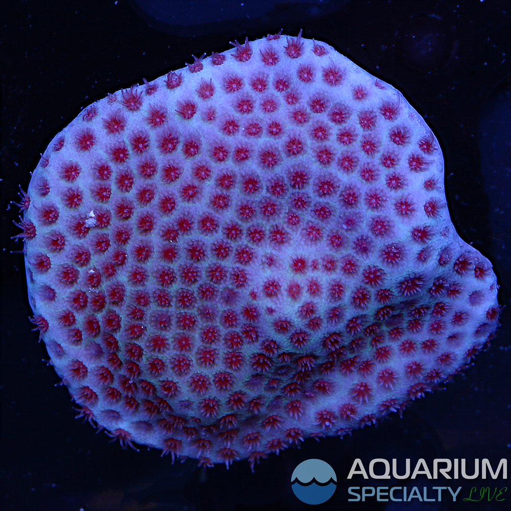 42B-sand-dollar-porites.jpg