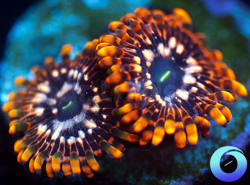 430-Utter-Chaos-zoa-C77.jpg