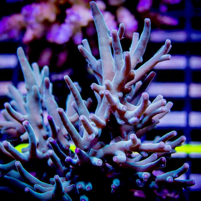 44-acropora suharsonoi.jpg