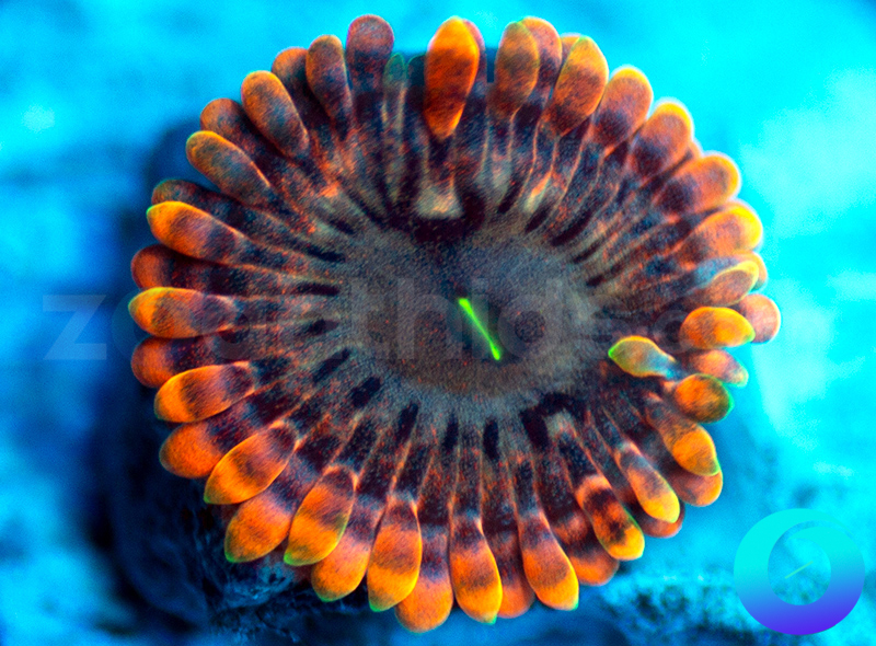 465-Fairy-Fart-zoa-B199.jpg