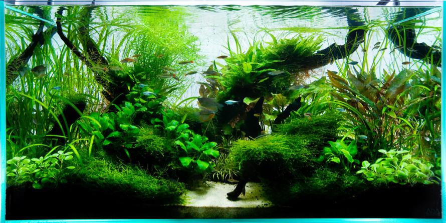 47_1aquarium_ada_plantedtank.jpg