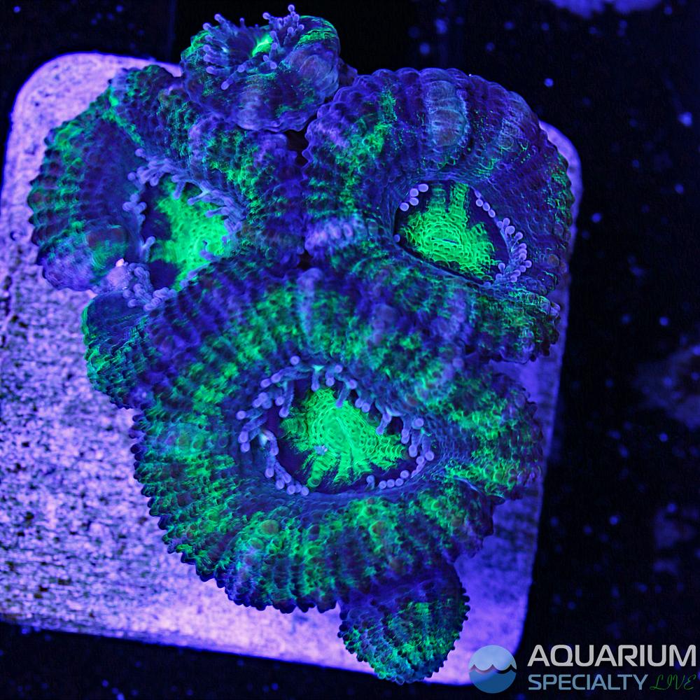 4A-Acan-green-blue.jpg