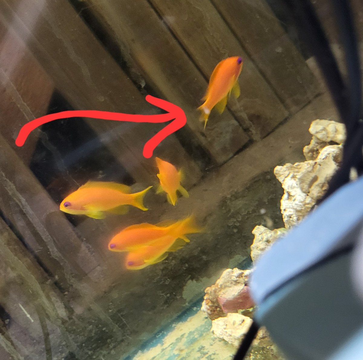 5 lyretails swordtail.jpg