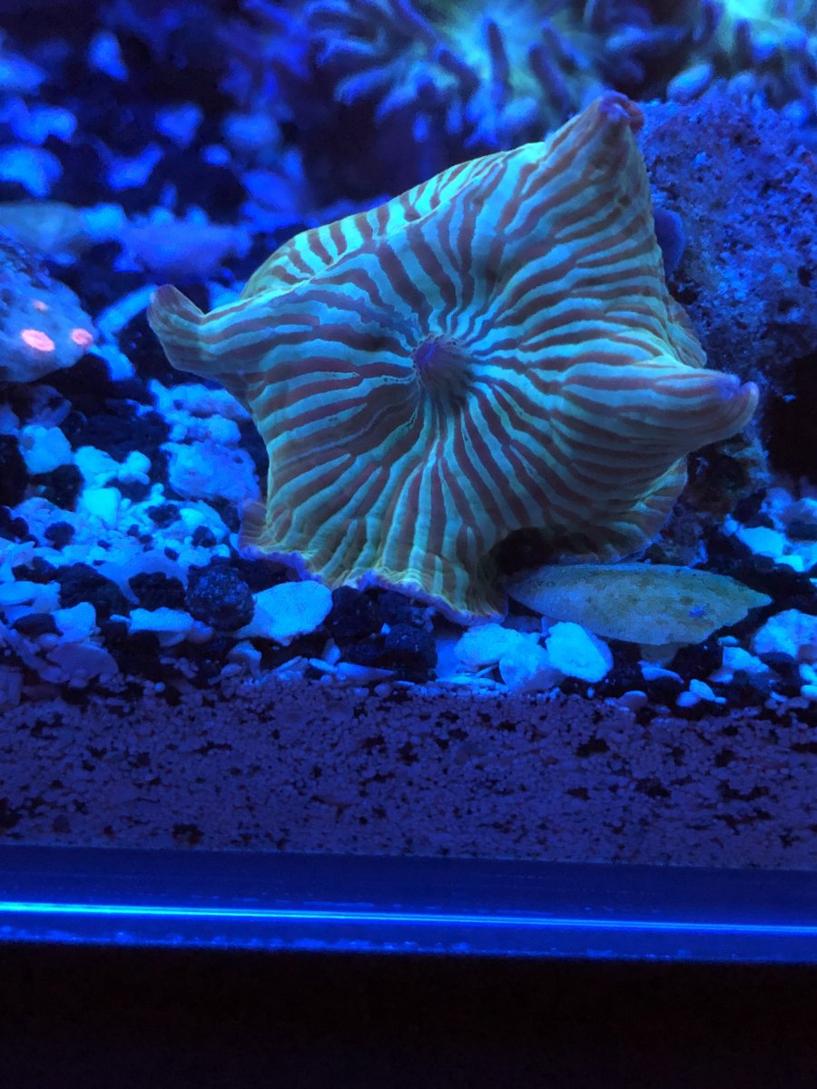 5. Radiating Striped Musroom.jpg