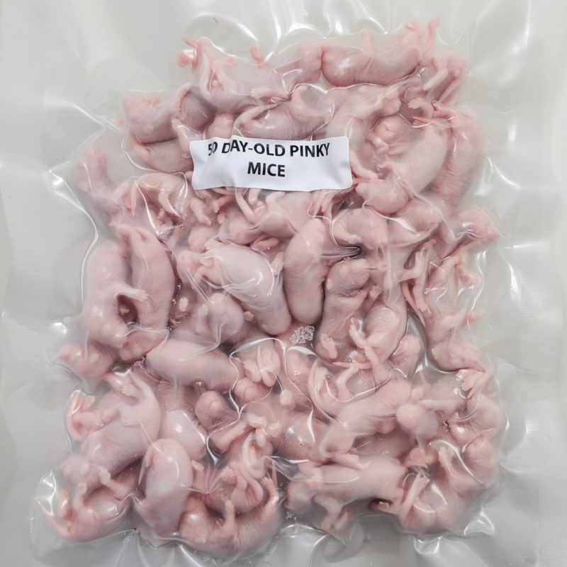 50-day-old-pinky-mice-e1650909491902.jpg