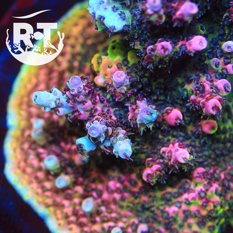 Reeftide, digital fire, acropora, sps, stick, rainbow, aquaculture, frag