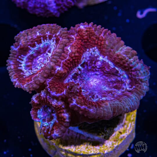 5dollar acan.jpg