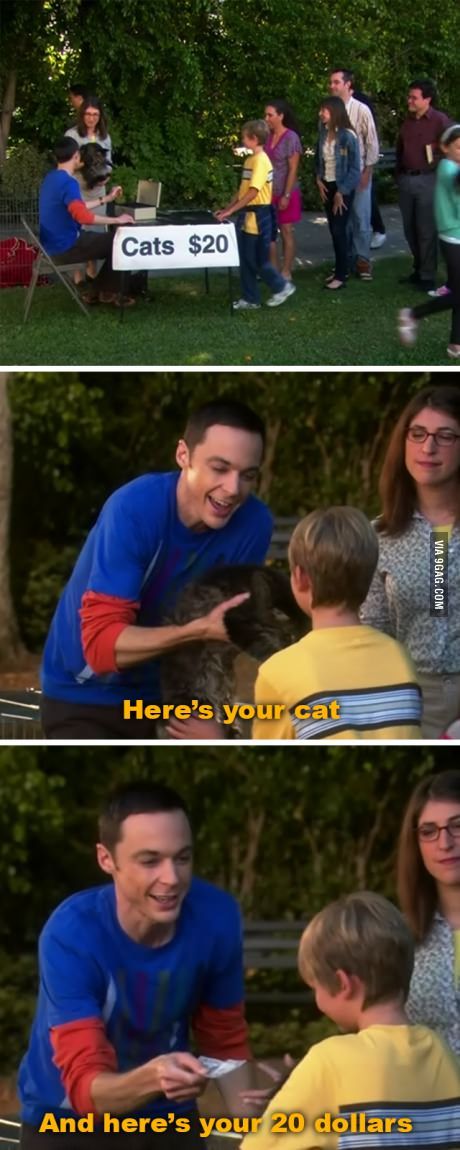 5edbf43b733c2fefcd131860e8e4a37c--cute-cats-the-big-bang-theory.jpg