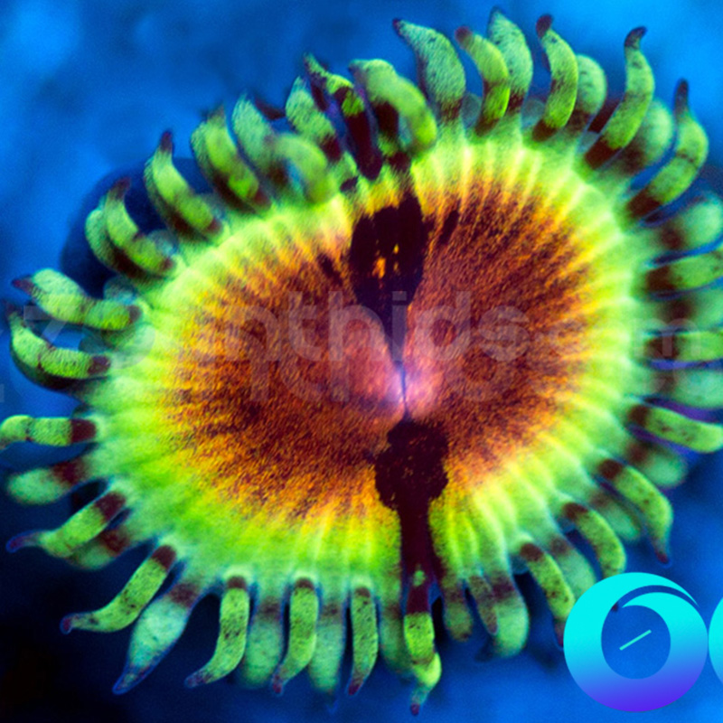 64-JF-Bloodshot-zoa-L4.jpg