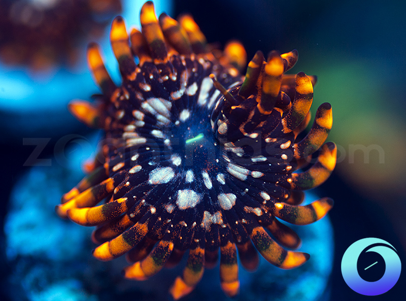 640-Utter-Chaos-zoa.jpg