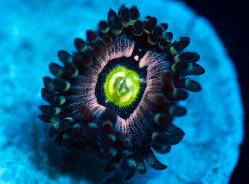 649-Blue-Armageddon-zoa-G3F11.jpg