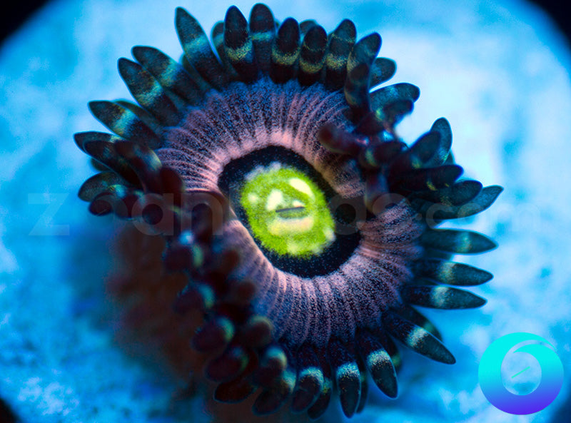 651-Blue-Armageddon-zoa-G3G4.jpg