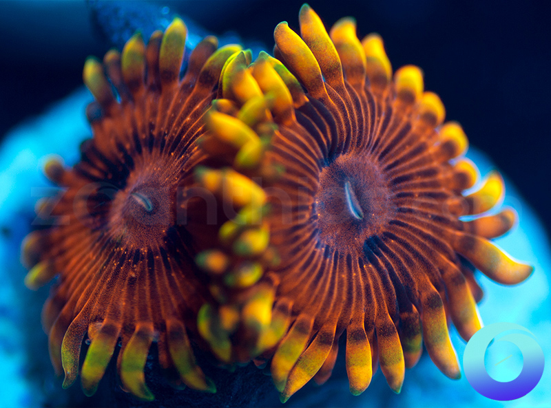 652-Burning-Embers-zoa.jpg