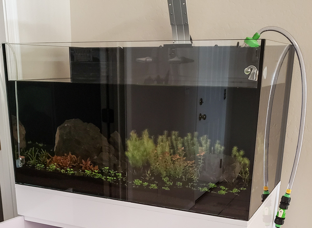 65g_planted_waterChange-071925.jpg