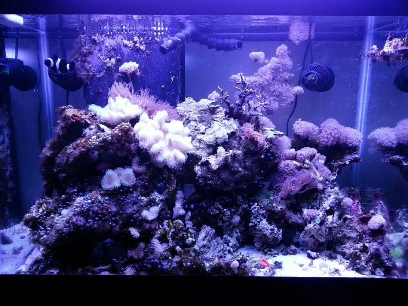 65gal.jpg