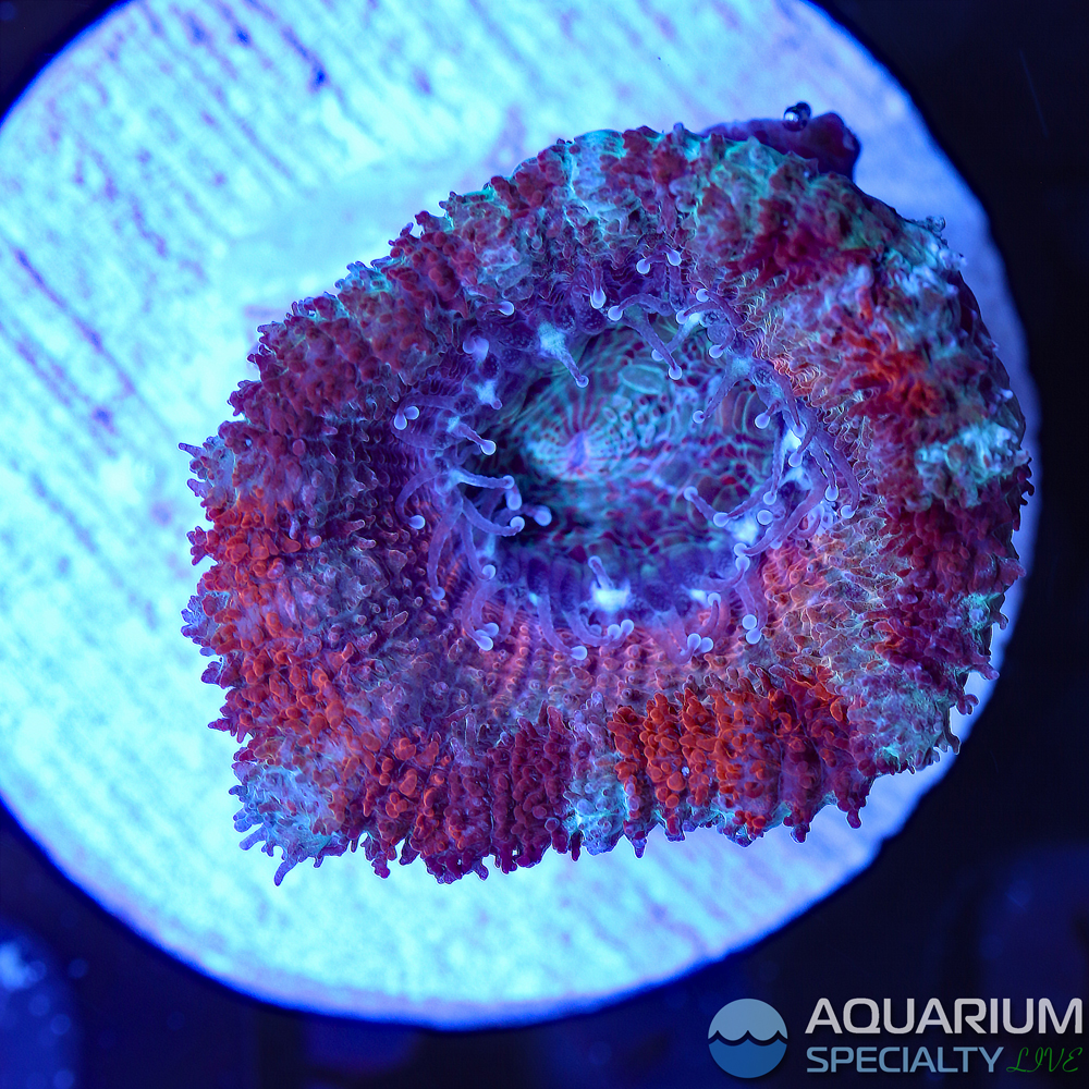 66B-pink-acan-lg-polyp.jpg