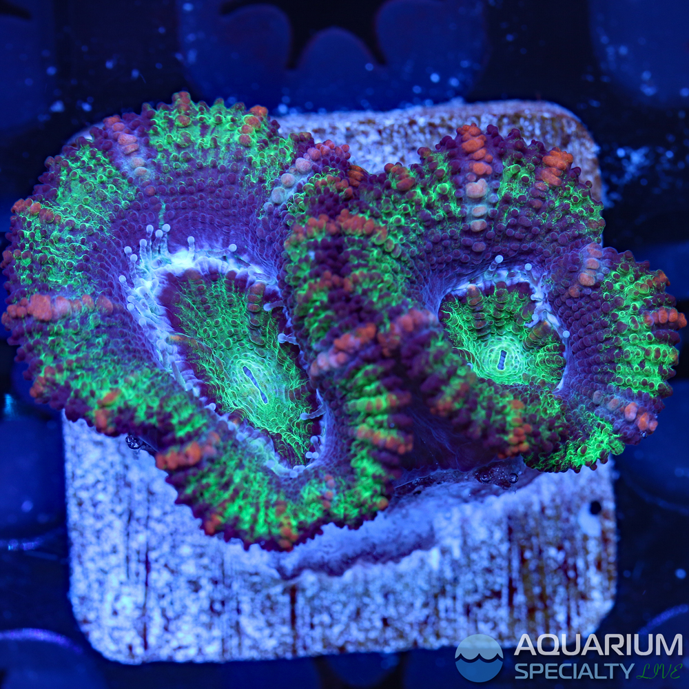 67B-acan.jpg