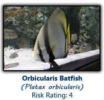 6batfish copy.png