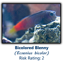 6bicoloredblenny copy.png