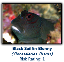 6blackblenny copy.png