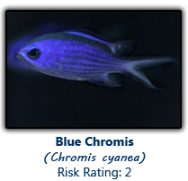 6bluechromis copy.png