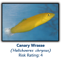 6canarywrasse copy.png