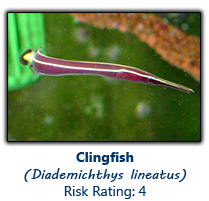 6clingfish copy.png