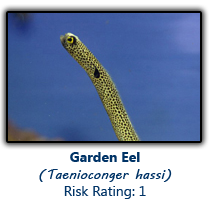 6gardeneel copy.png