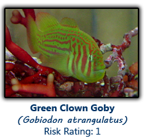 6greenclown copy.png