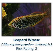 6leopardwrasse copy.png