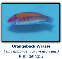 6orangeback copy.png