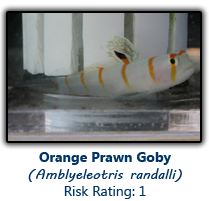 6orangeprawn copy.png