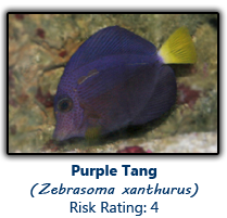 6purpletang copy.png