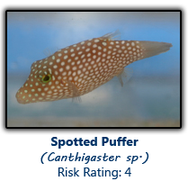 6spottedpuffer copy.png