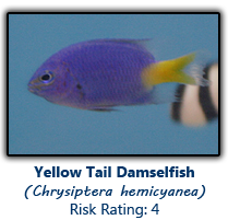 6yellowtail copy.png