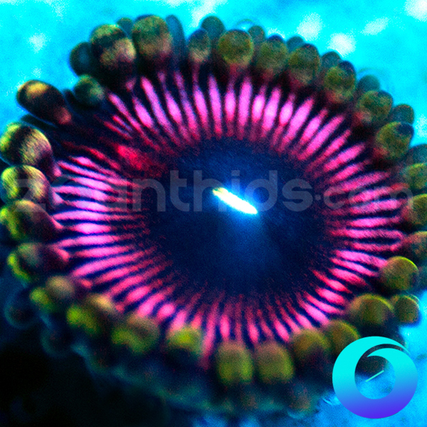 70-WWC-Taser-zoa-B81.jpg