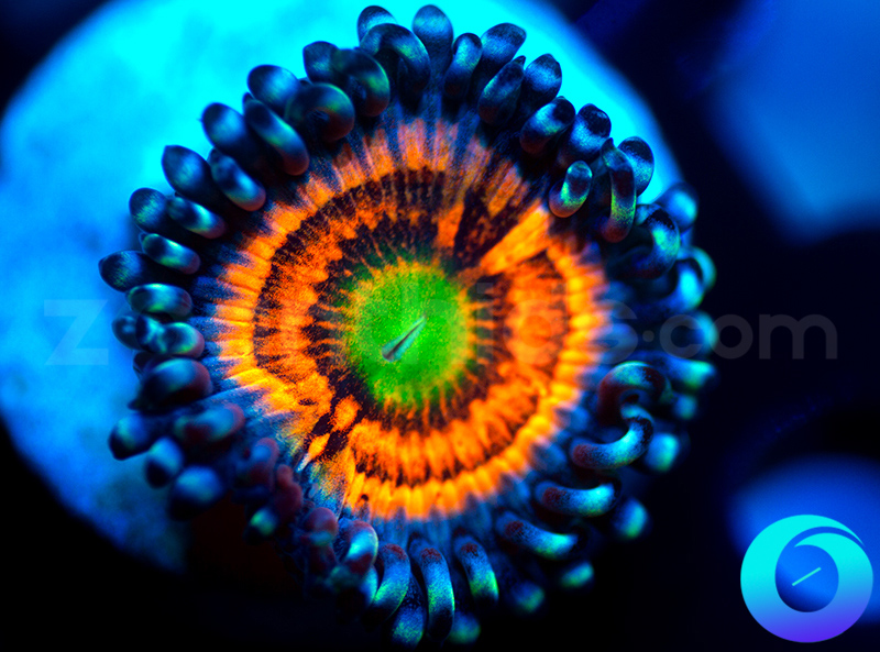 717-Neon-Nights-zoa.jpg