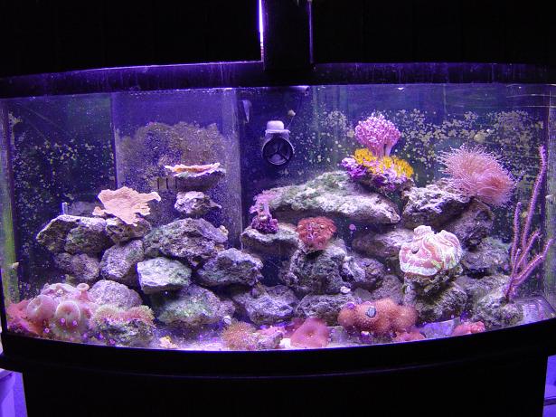 72 Gallon.JPG