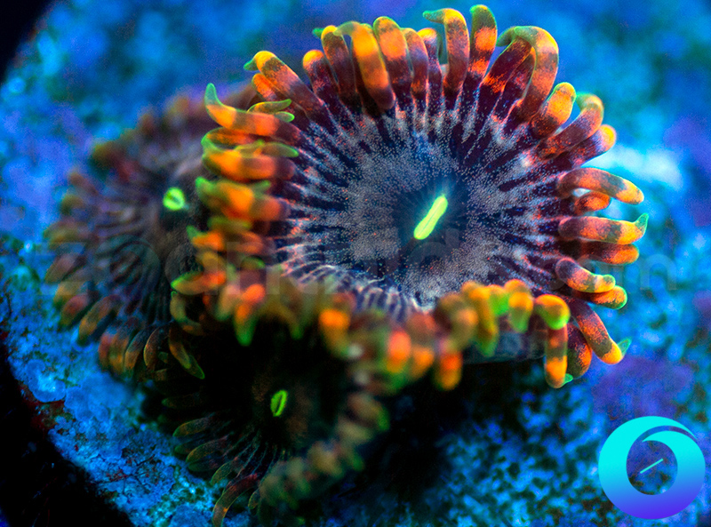 729-Fairy-Farts-zoa.jpg