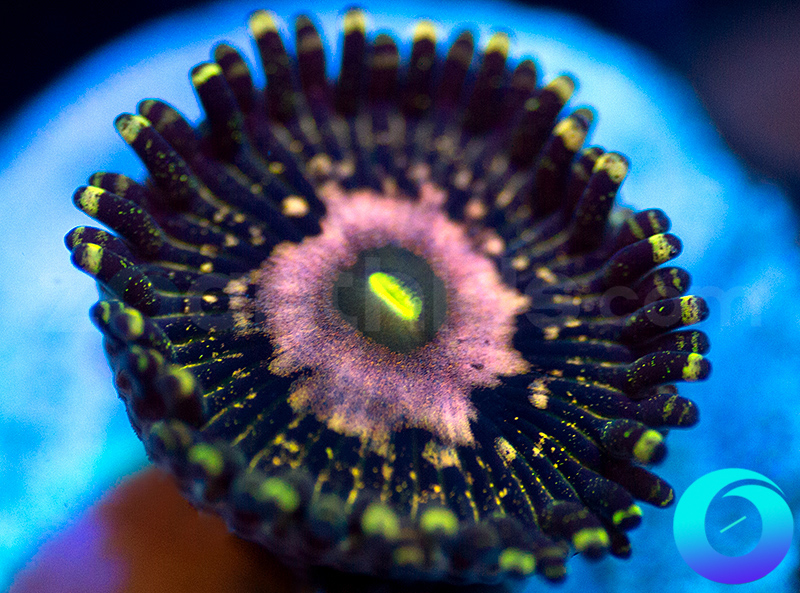 738-Zoa.jpg