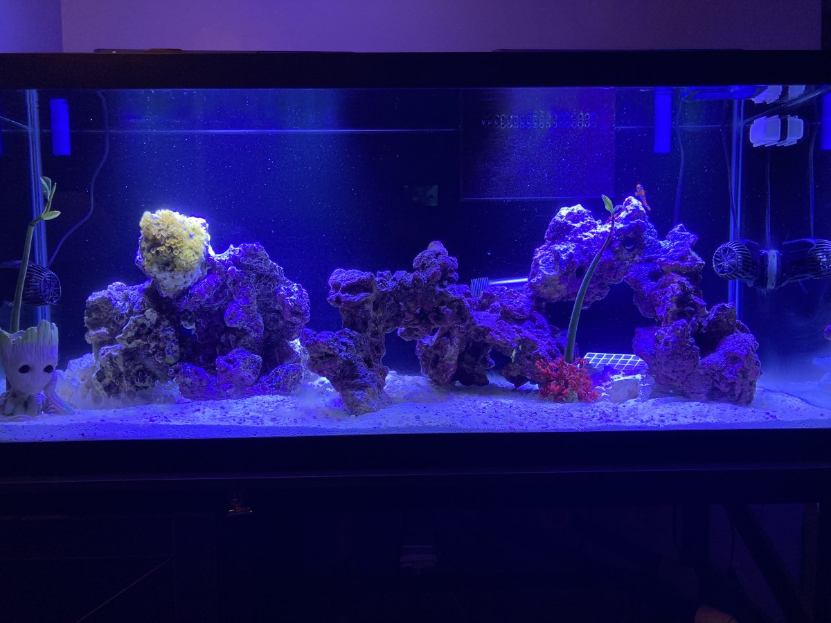 75 reef progress 1.jpeg